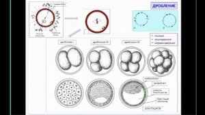 Лекция 3. Гистогенез. Эмбриогенез | Глинкина В.В.