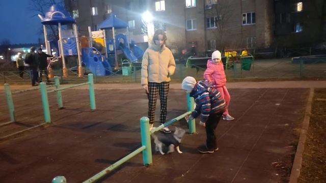 Дрессировка собаки на улице. смотреть онлайн