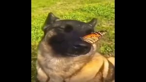 Собака с бабочкой на носу - 2 минуты