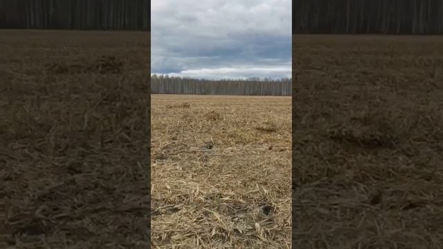 лежачий скрадок на гуся, маскировка смотреть онлайн