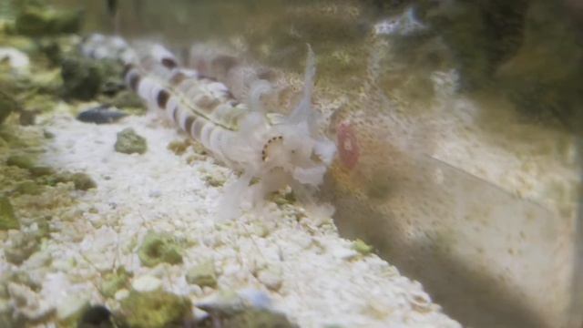 Synapta maculata смотреть онлайн