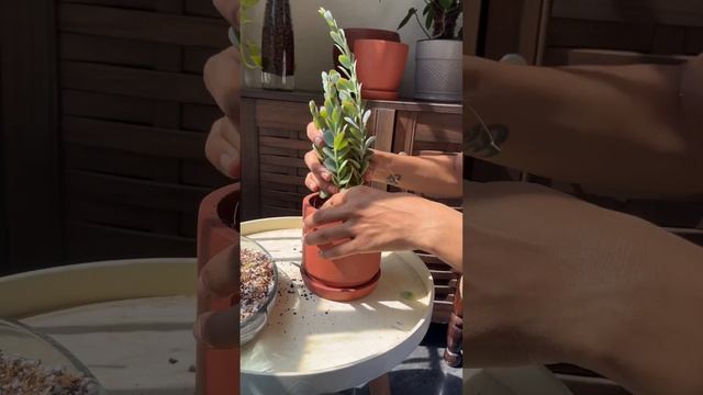 Succulent Repotting in Terracotta Pot #terracotta #succulent #kalanchoe смотреть онлайн