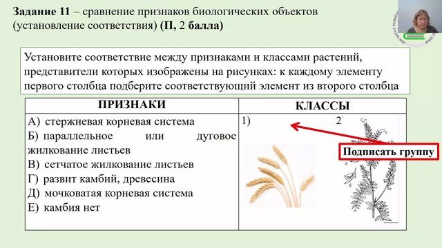 Подготовка к ОГЭ по биологии в 2026 году смотреть онлайн