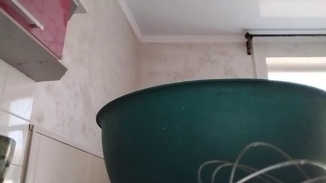 готовим панкейки если честно говоря то за 40 минут #рекомендации #Дунтик смотреть онлайн