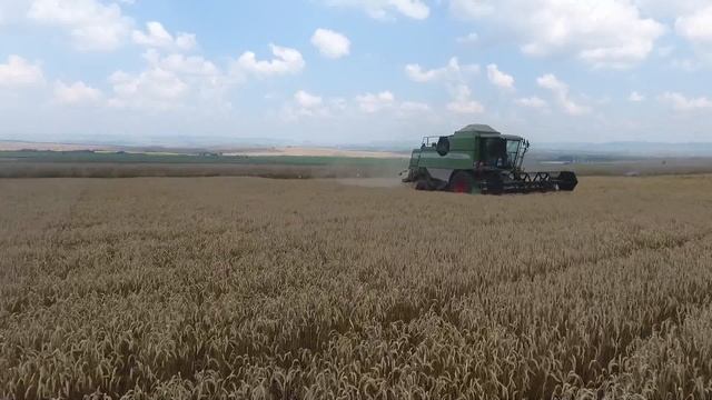 ЖЪТВА В МАДАРА - СОРТОВЕ НА SAATEN UNION смотреть онлайн