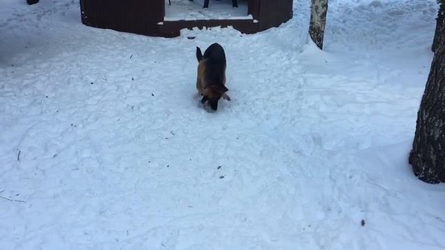 Собака смешно катает веревку.