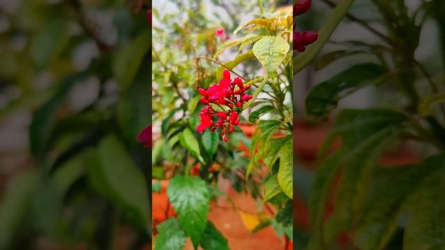 Rain paduthuntey maa mini garden lo #foodie #garden #strawberry #nature #tjtalks смотреть онлайн