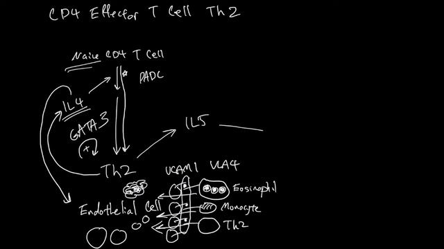 CD4 Effector T Cell Th2 смотреть онлайн