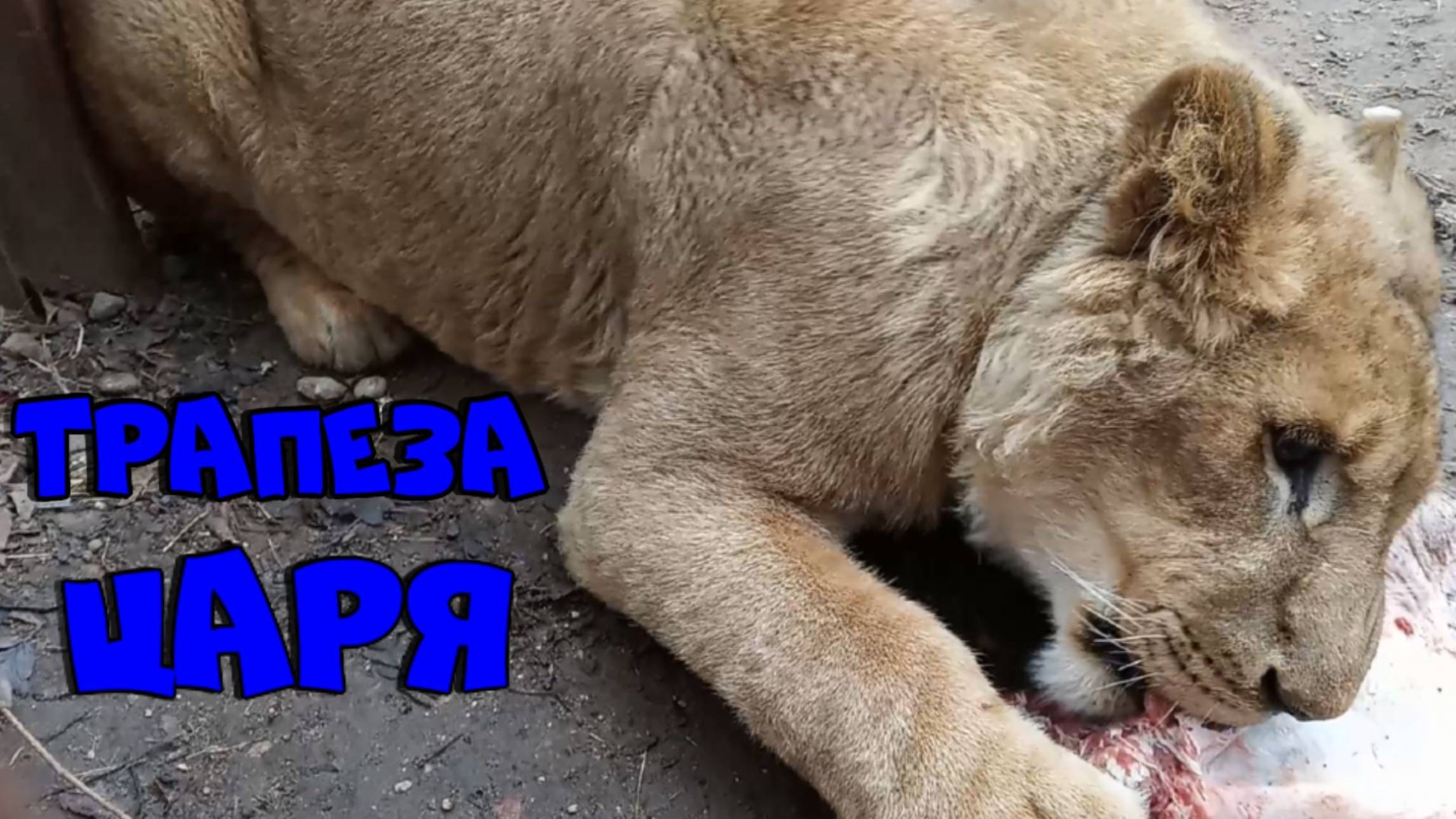 Трапеза царя ШЕРХАНА. / Шерхан в ожидании обеда. (2 выпуск) смотреть онлайн