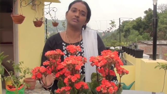 17రకముల pesticides మొక్కలకు ఎప్పుడు ఎలా ఉపయోగించాలి # How to use pesticides for plants IMP chart🌱 смотреть онлайн
