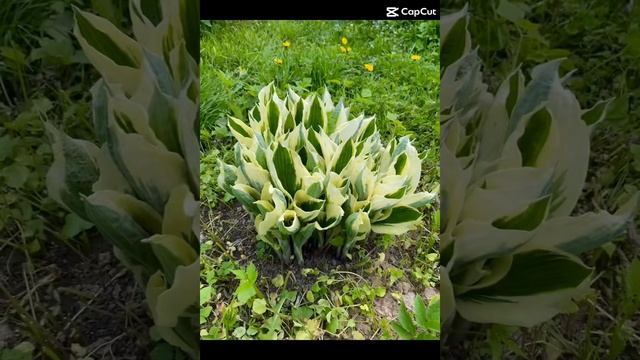 В мае все растет не по дням, а по часам смотреть онлайн