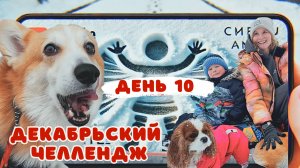 Декабрьские влоги: Спасаем собак от реагентов и делаем снежного ангела!