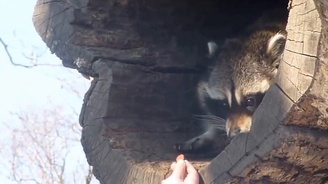 Енот берет с рук смотреть онлайн