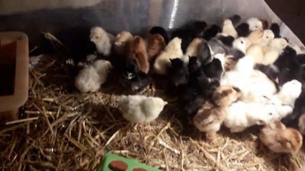 🌻🌻🌻ЗИМНИЙ ВЫВОД ЦЫПЛЯТ ОЧЕНЬ УДОБНО 🌻🌻🌻