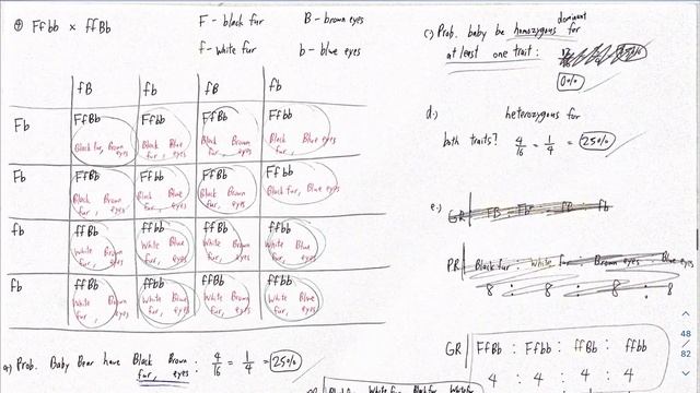 G12 STEM Reviewer: X-Linked Dominant and Recessive Inheritance and some more Punnett Squares смотреть онлайн