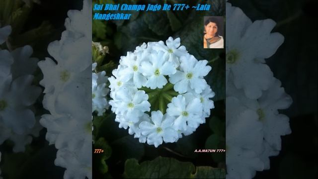 Sat Bhai Champa Jago Re 777+ ~Lata Mangeshkar -Lyrics: Salil chowdhury смотреть онлайн