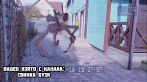 БАРБИ против СВИНКИ БУЗИ и КУЗИ в реальной жизни! Морская Свинка Бузя и Кузя Вера Челлендж 24 Часа