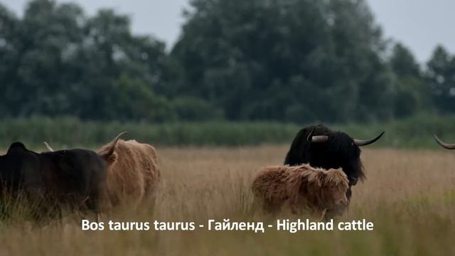 Bos taurus taurus - Гайленд - Highland cattle смотреть онлайн