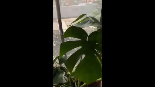 onkir Soil pH Meter, MS02 3 in 1 Soil Moisture Light pH Tester Gardening Tool смотреть онлайн