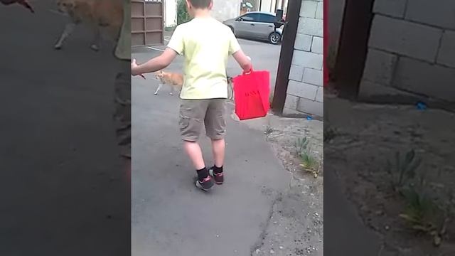 Бездарные котёнки смотреть онлайн