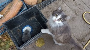 Дружба КОШКИ и НУТРИКА. 02.11.24