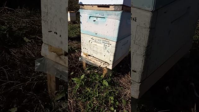 Пробиотик в пчеловодстве ч2 смотреть онлайн