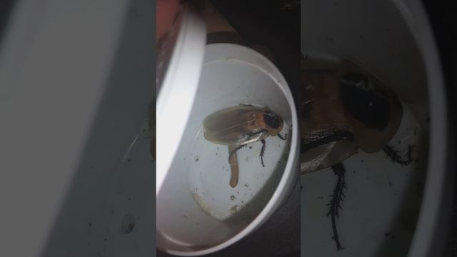 discoid roach found some eggs смотреть онлайн