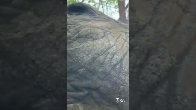 Watch Elephant Mouth #elephant #giants смотреть онлайн