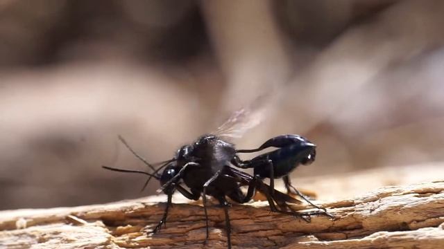 Mating wasps смотреть онлайн
