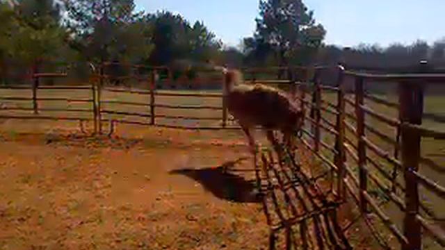 Khe Athiir KEB, straight egyptian sheykh obeyd hadban 18 month old colt смотреть онлайн