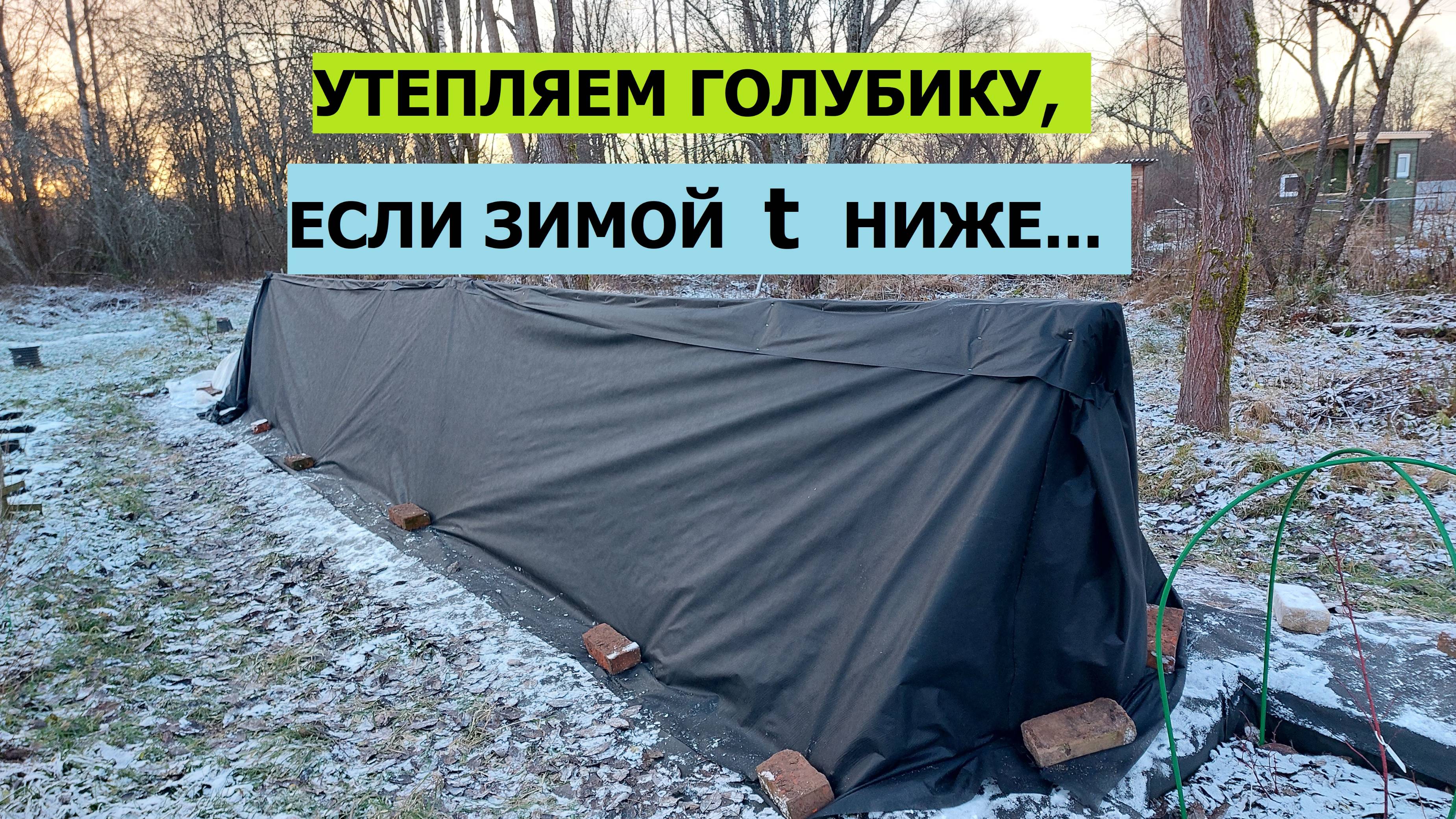 Утепляем ГОЛУБИКУ шалашом. Утепляйте ВАШУ ГОЛУБИКУ, если t ЗИМОЙ ниже минус 20С!