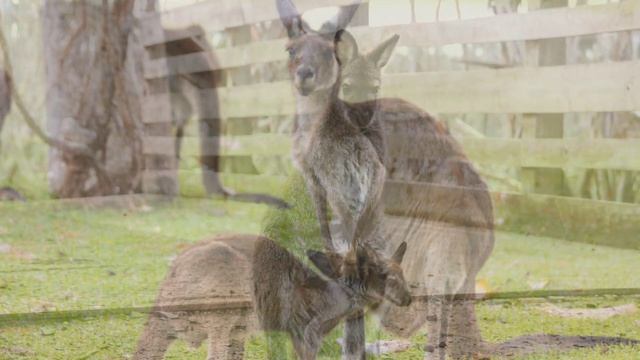 Кенгуру 🦘Звуки и фотографии кенгуру