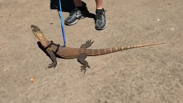Komodo Dragon