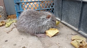 Побег НУТРИКА воскресным утром. 03.11.24