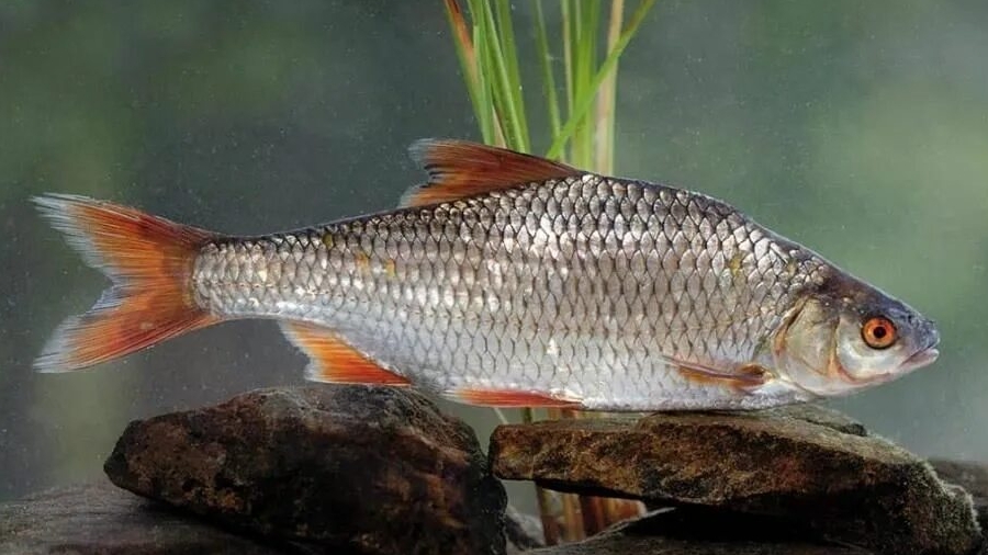 Реальная рыбалка 2. Тарань