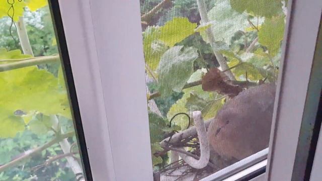 Птица свила гнездона моем окне и вывела птенцов смотреть онлайн