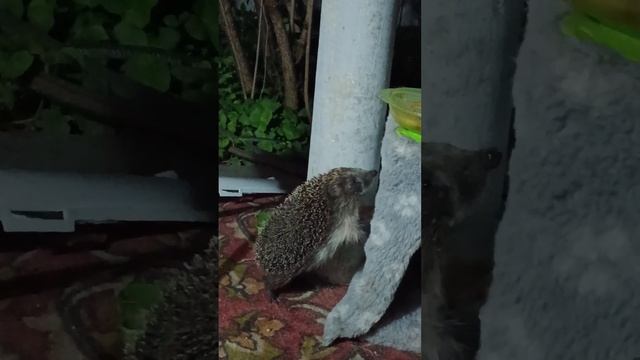 ДИКИЙ ЁЖ СНОВА ПРИШЕЛ К КОТУ ЛОКОМИТЬСЯ УЖИНОМ смотреть онлайн