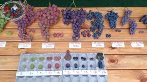 Обзор 10 сортов винограда без косточек. Плюсы и минусы #ТриЭкоВиноградник