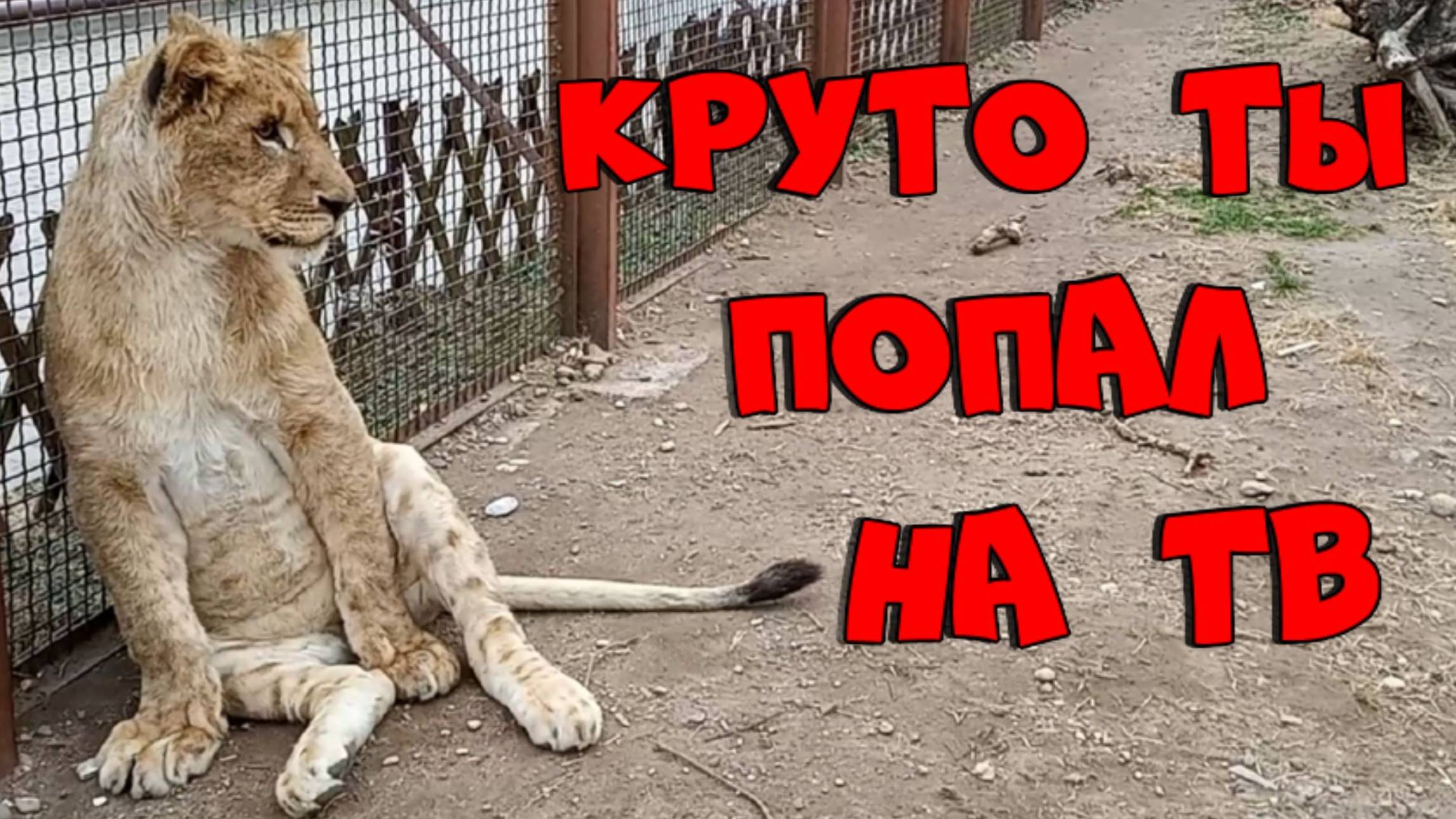 Круто ты попал на ТВ! / После обеда ШЕРХАНА снимал Первый информационный телеканал. (2 выпуск) смотреть онлайн