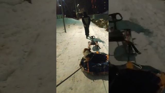 Хитрый песель!