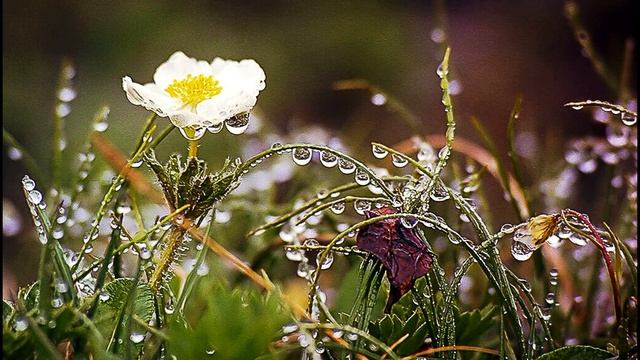 А Толстой Замолкнул гром, шуметь гроза устала #стихиоприроде #стихиолете #поэты19века смотреть онлайн
