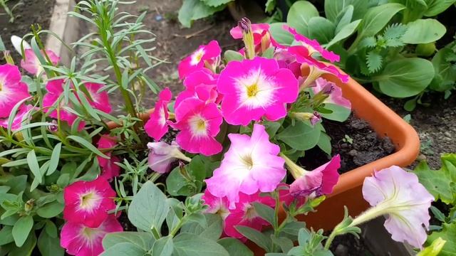 Петуния F2. Что выросло из семян взятых от гибридов петунии. Обзор петунии. смотреть онлайн