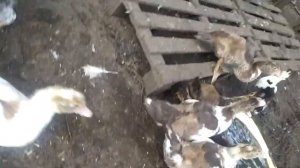 как мы помечаем покупную птицу)