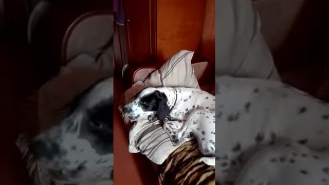 Песни под Левана))Настоящий тигр🐯 смотреть онлайн