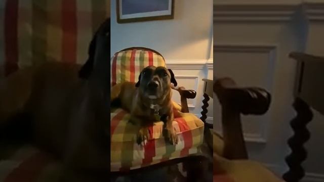 A message from King Nacho who will take over youtube and then THE WORLD! смотреть онлайн