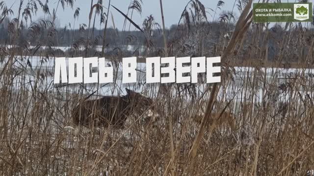 Интересная история произошла на последней охоте на лося. +18 смотреть онлайн