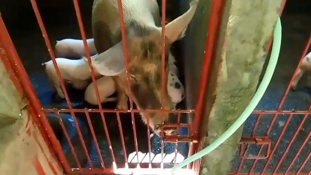 Bilis laki mga biik sa tamang alaga at Purina Booster Feeds #raising #pigs #farming #philippines смотреть онлайн