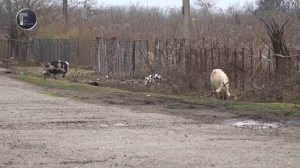 Отстрел волков и шакалов в Гали