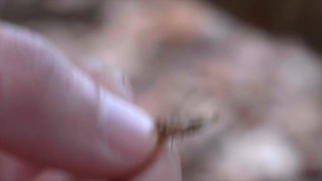 Wildlife Wanders: Ep 4 - "There's nothing at RSPB Nagshead" смотреть онлайн