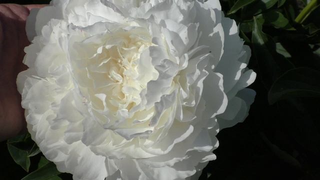 Пион Joseph Christie смотреть онлайн